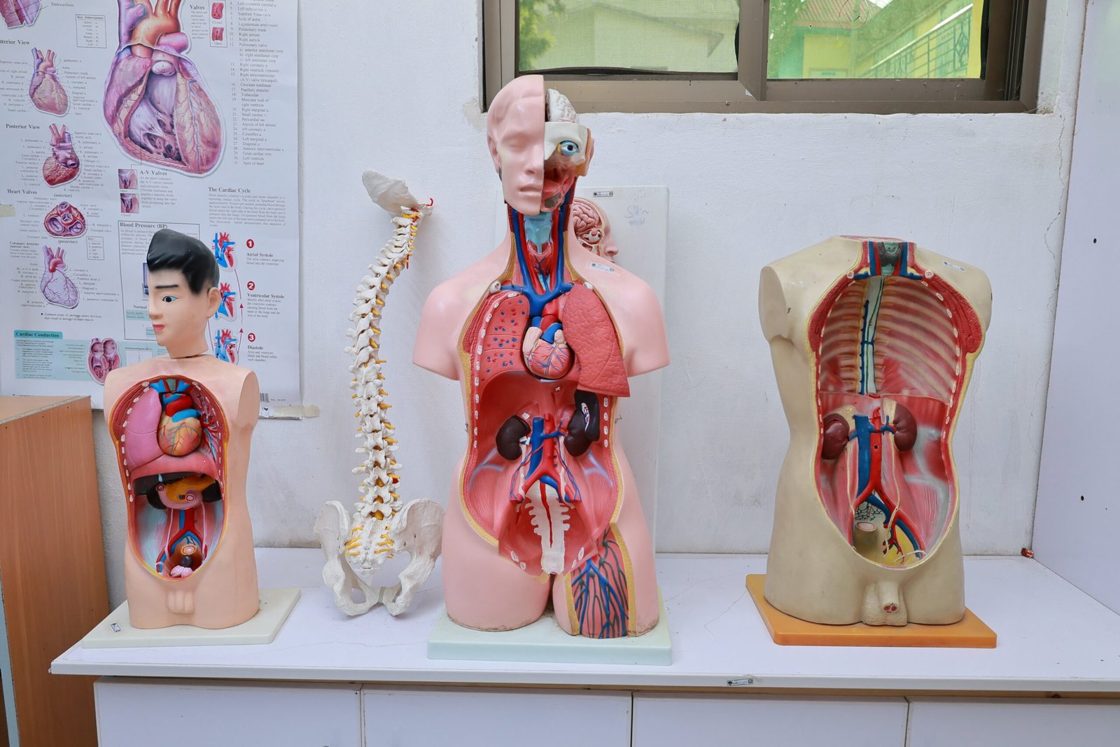 BS Cardiology Technology
